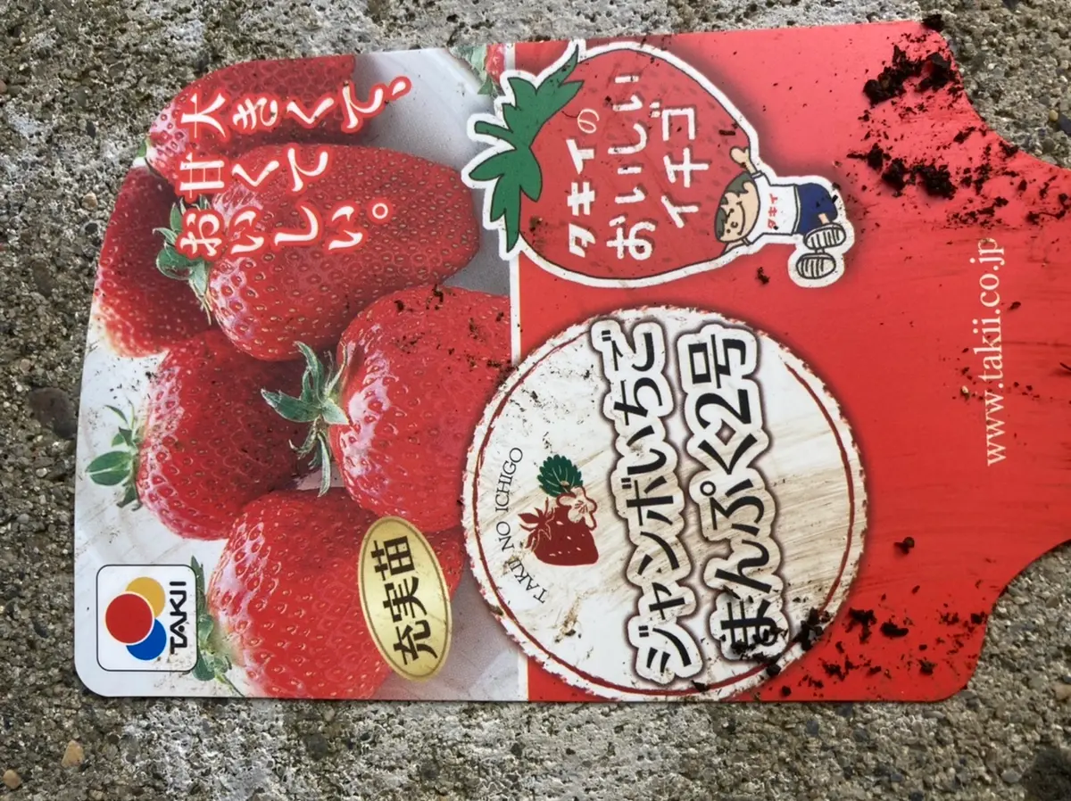 まんぷく2号で大きな苺をたくさんとる！｜そだレポ（栽培レポート）by