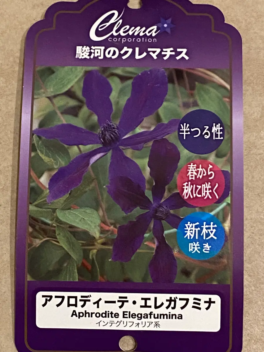 アフロディーテちゃんの成長｜そだレポ（栽培レポート）byきくりん725