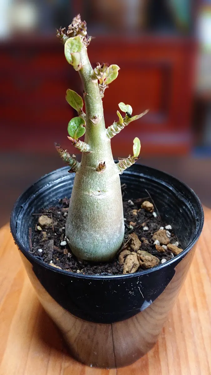 開花開始　アデニウム　花芯は白のグラデーション 開花開始 アデニウム 花芯は白のグラデーション 【公式通販】