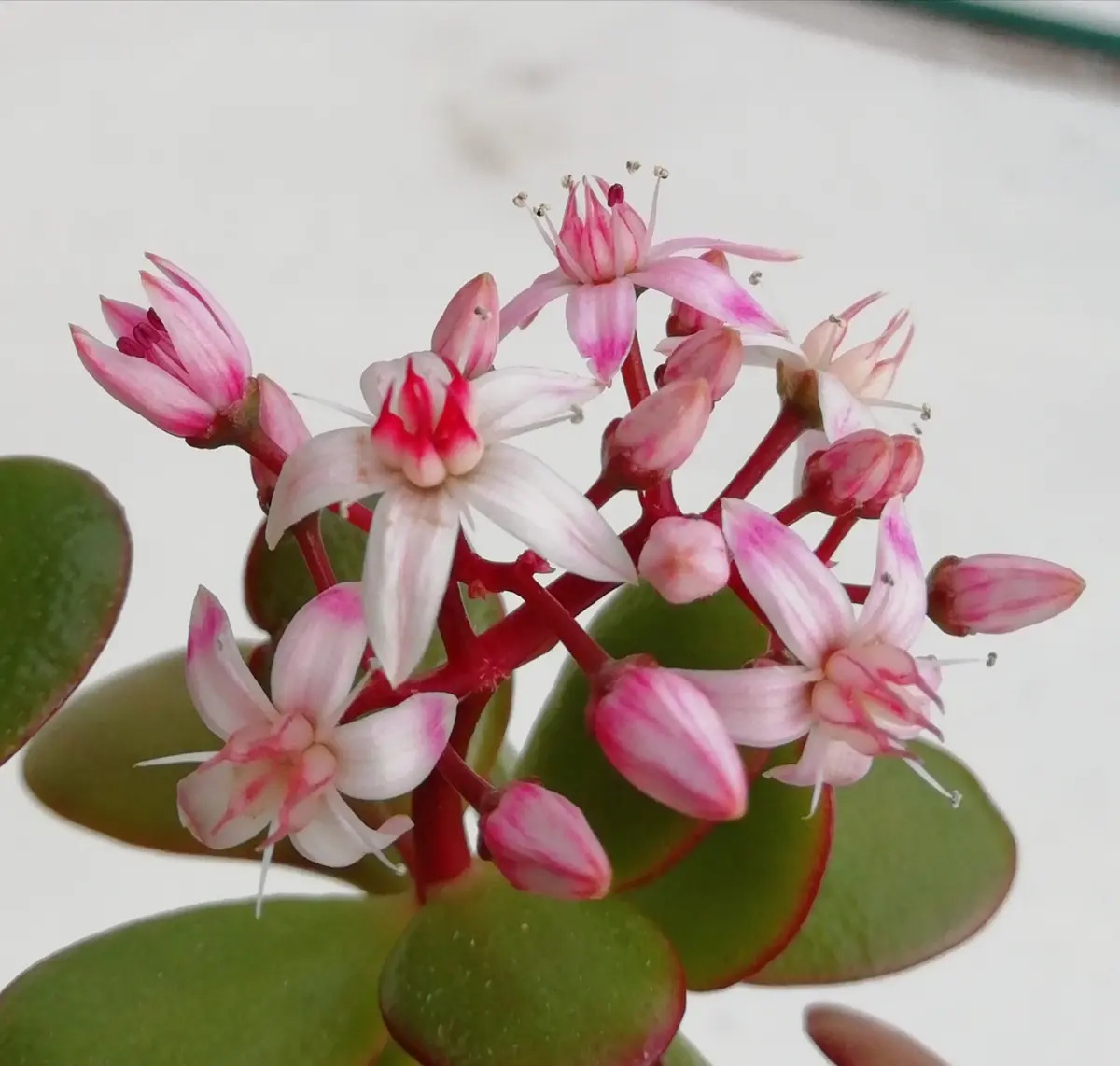 金の成る木 開花中 特大株 鉢ごと発送 （❤️【出世株】金のなる