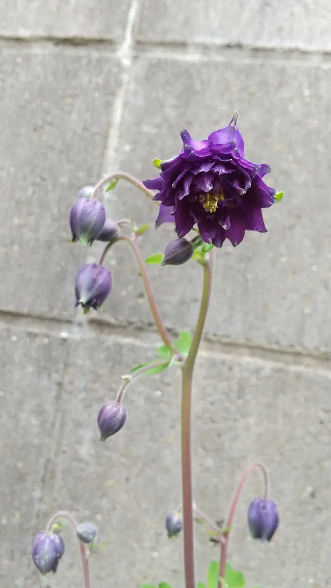 西洋オダマキ ミニミニ苗 こちらで選んで順次発送 西洋オダマキ