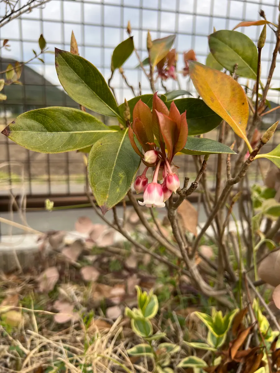 常緑ドウダンツツジ｜そだレポ（栽培レポート）byまサプリ｜みんなの