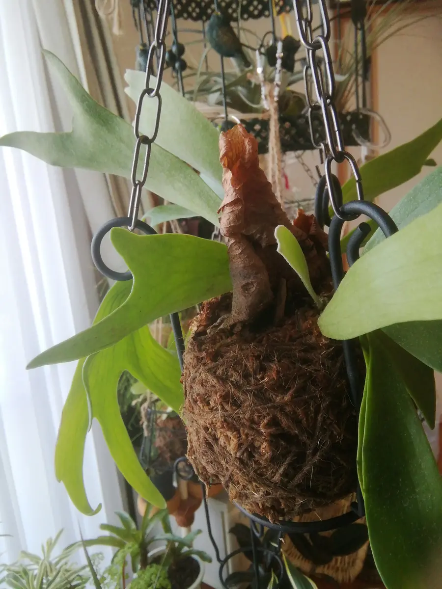 ビカクシダのハンギング｜そだレポ（栽培レポート）byどびんちゃん