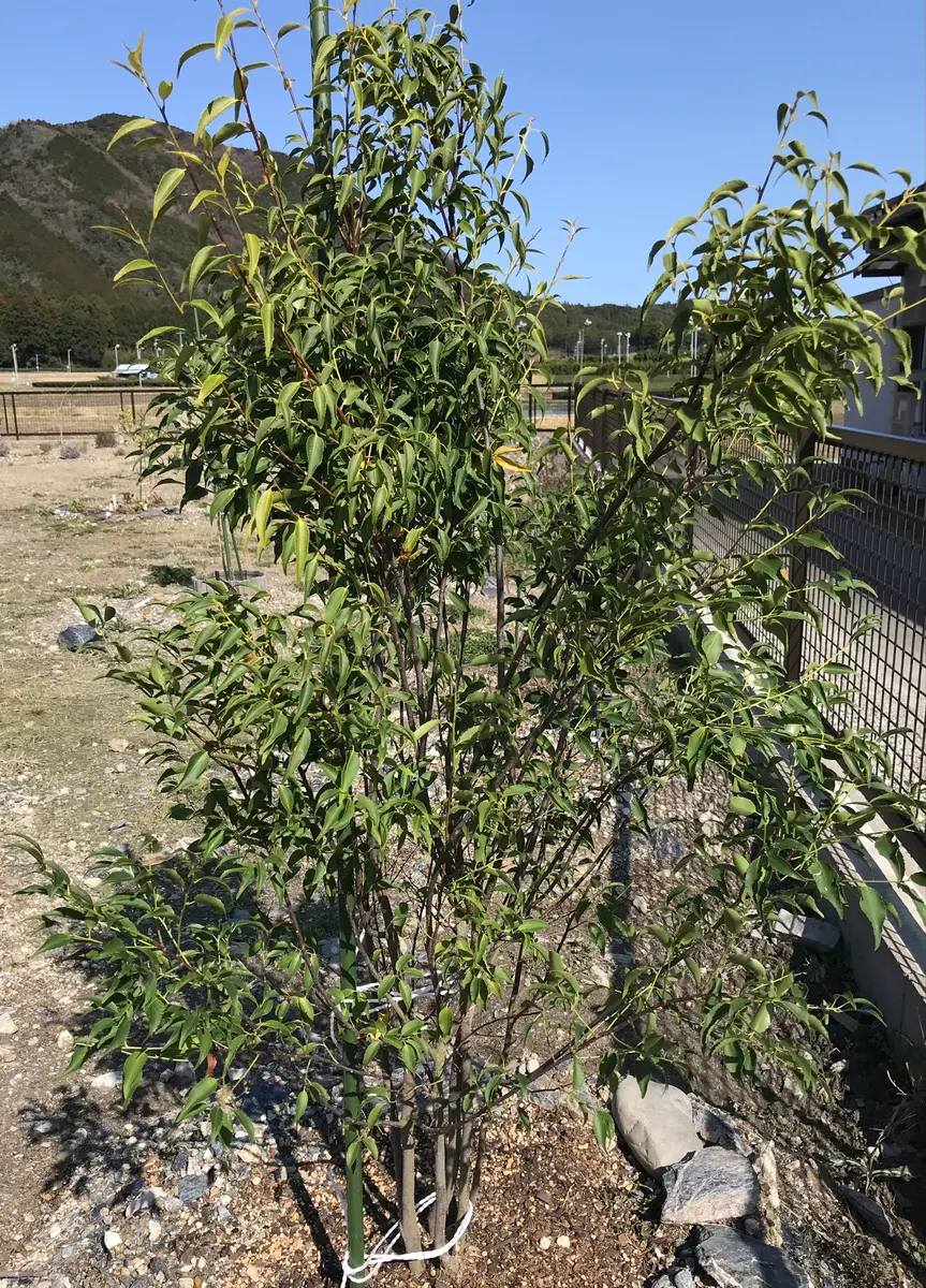 記録用】ハイノキ｜そだレポ（栽培レポート）byまサプリ｜みんなの趣味