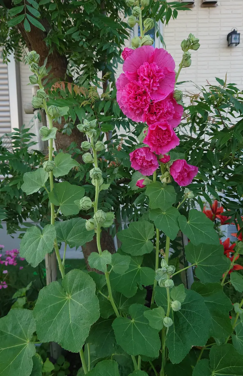 ホリホック 八重咲き立葵 種から育てる 2021〜｜そだレポ（栽培