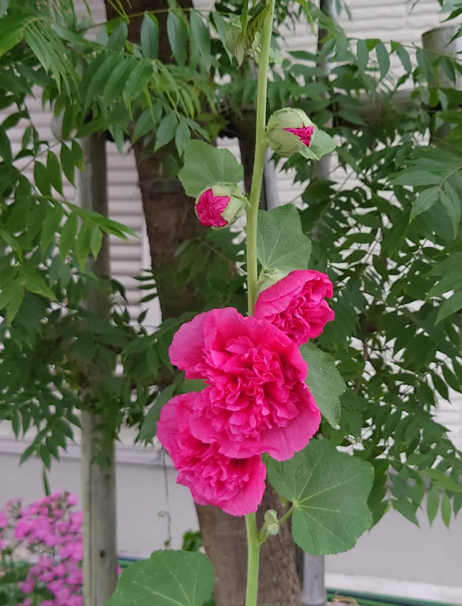 ホリホック 八重咲き立葵 種から育てる 2021〜｜そだレポ（栽培