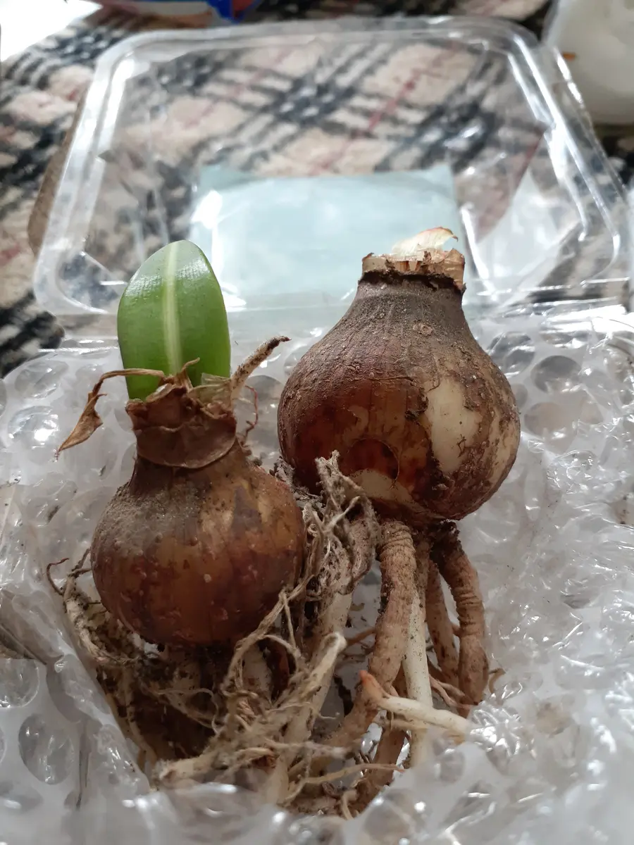 置いておくだけ！マジックアマリリス✿＊ | LEE アマリリス球根