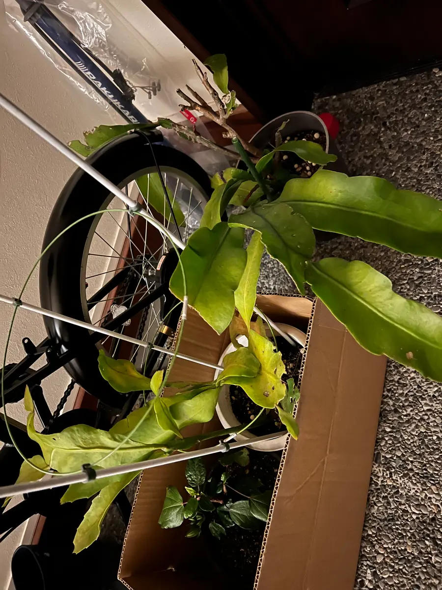 終了】ずぼらな妻が挑戦、月下美人の挿し芽｜そだレポ（栽培レポート