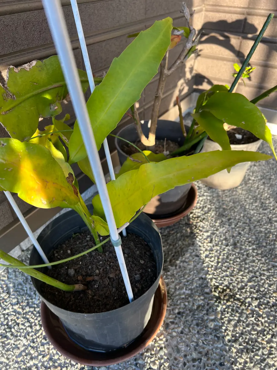 終了】ずぼらな妻が挑戦、月下美人の挿し芽｜そだレポ（栽培レポート