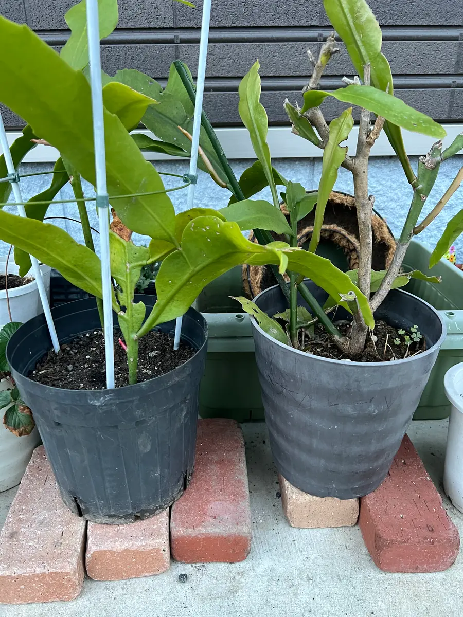 終了】ずぼらな妻が挑戦、月下美人の挿し芽｜そだレポ（栽培レポート