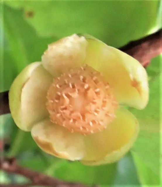 街中できれいな実盆栽『ビナンカズラ』を育てたい。｜そだレポ（栽培