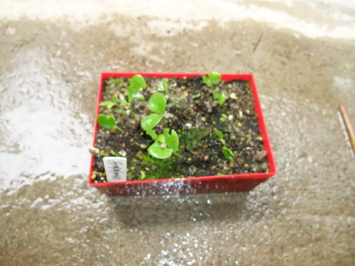 ビナンカズラ 盆栽 小盆栽 太幹 半懸崖 幹模様良 古木 美男カズラ – 盆栽妙