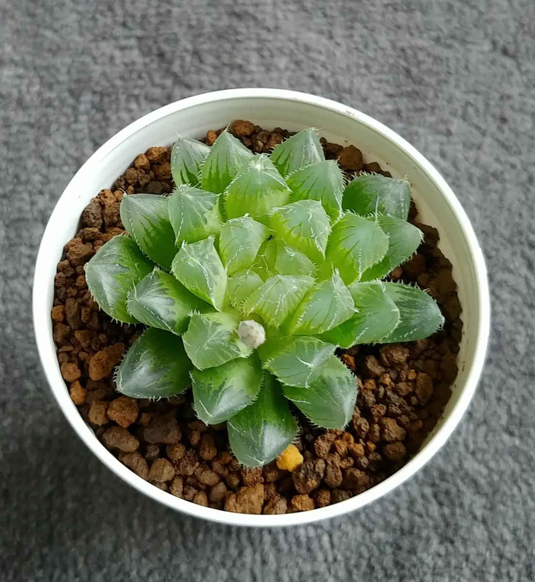 ナイルの一滴 実生選抜SSF no2 現物 多肉植物 ハオルチア アロエ