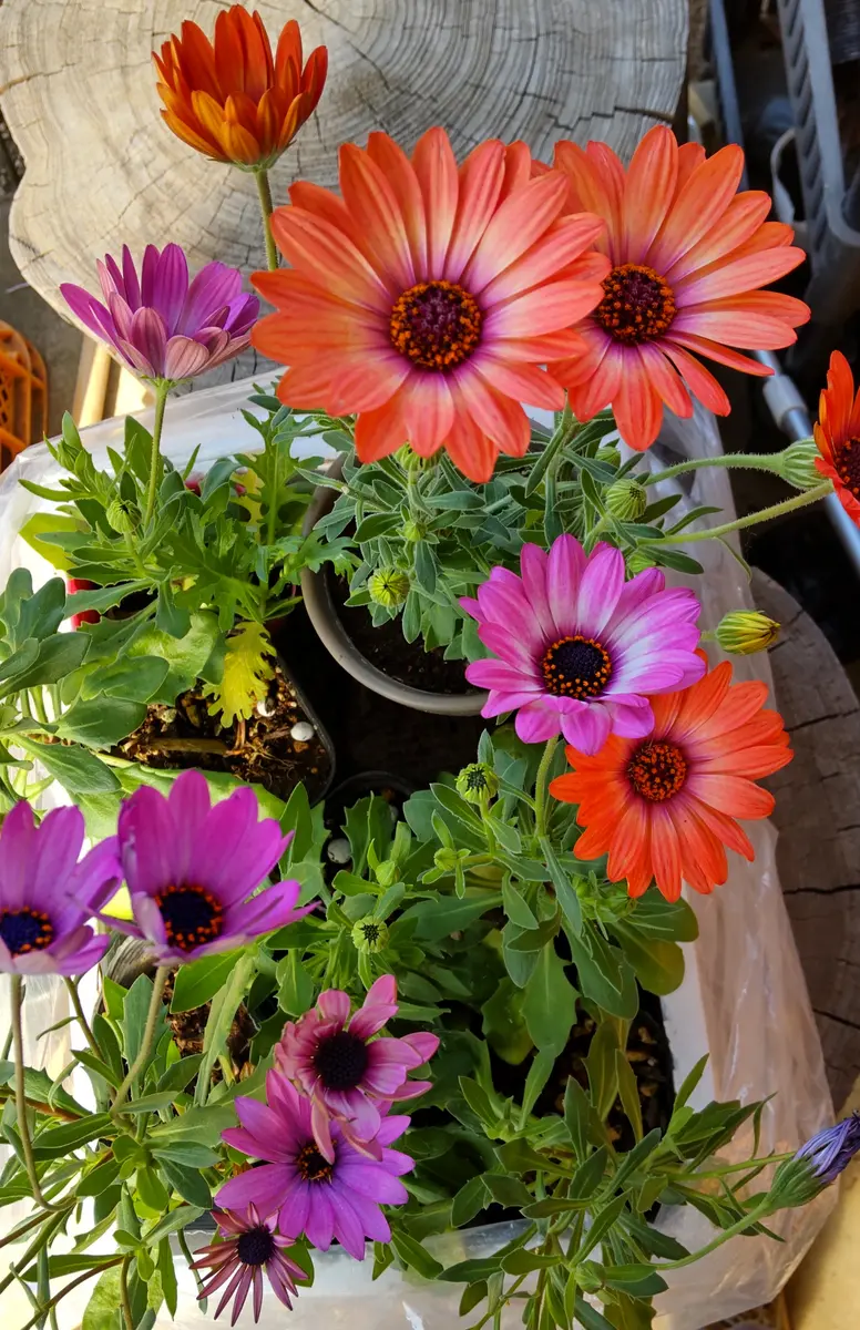 夏中オステオスペルマムにしたい💕｜そだレポ（栽培レポート）by