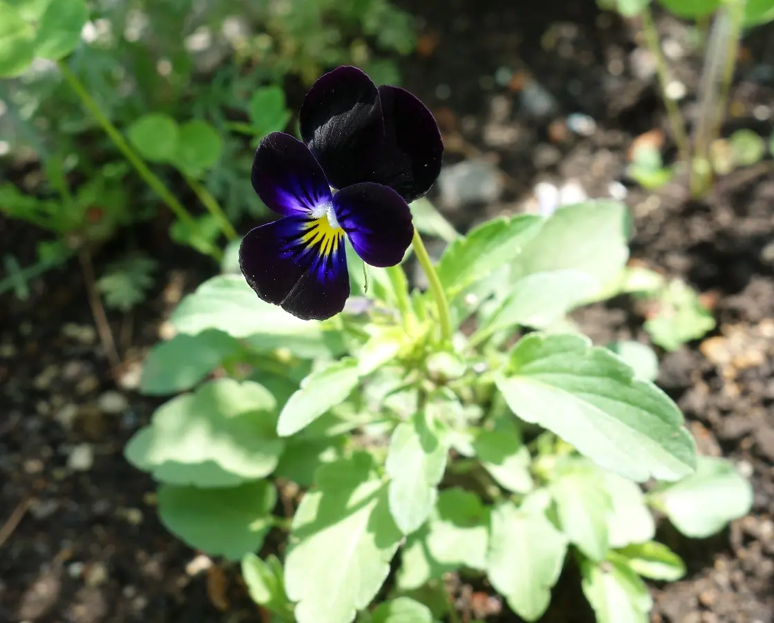 ブルーフラワーガーデンで花畑 2021春｜そだレポ（栽培レポート）byま