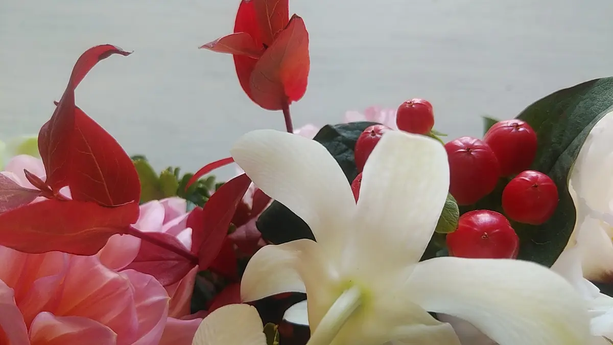ヒペリカムの挿し芽に挑戦｜そだレポ（栽培レポート）byCôte-d'Or