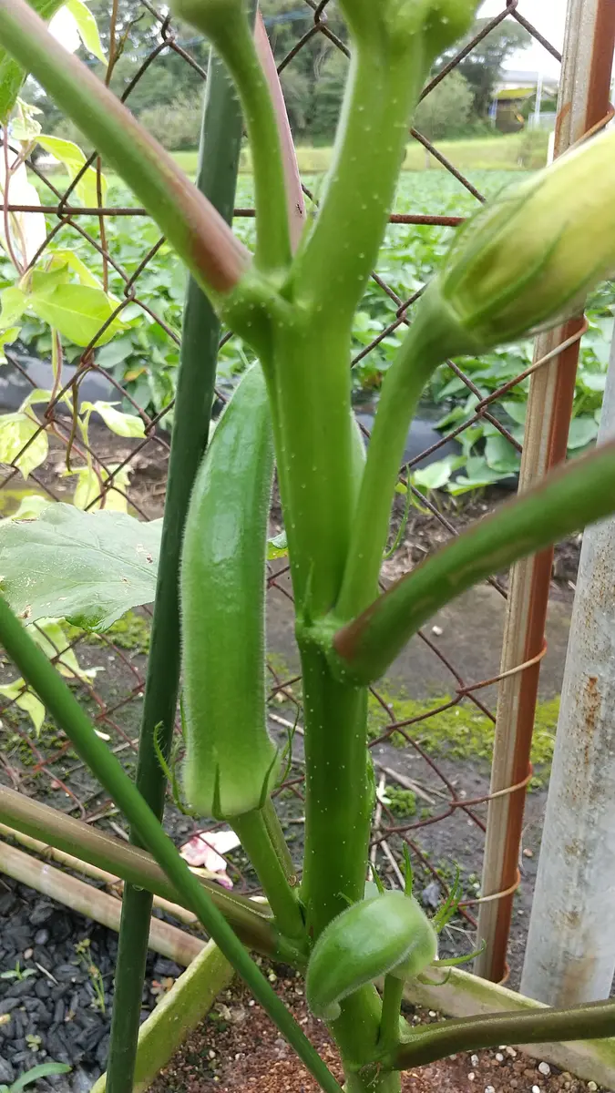 2021鉢植えでオクラを育てる｜そだレポ（栽培レポート）byなこぽち