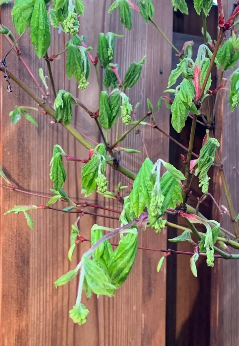 モミジとコハウチワカエデ共生株。 モミジ（カエデ）：ハウチワカエデ