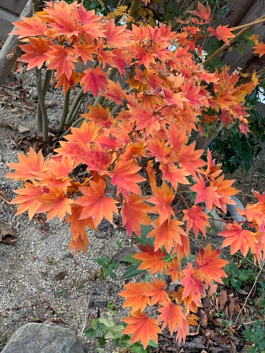 コハウチワカエデ ヤマモミジモミジ　混合株　【品番3455】 コハウチワカエデ ヤマモミジモミジ 混合株 【品番3455