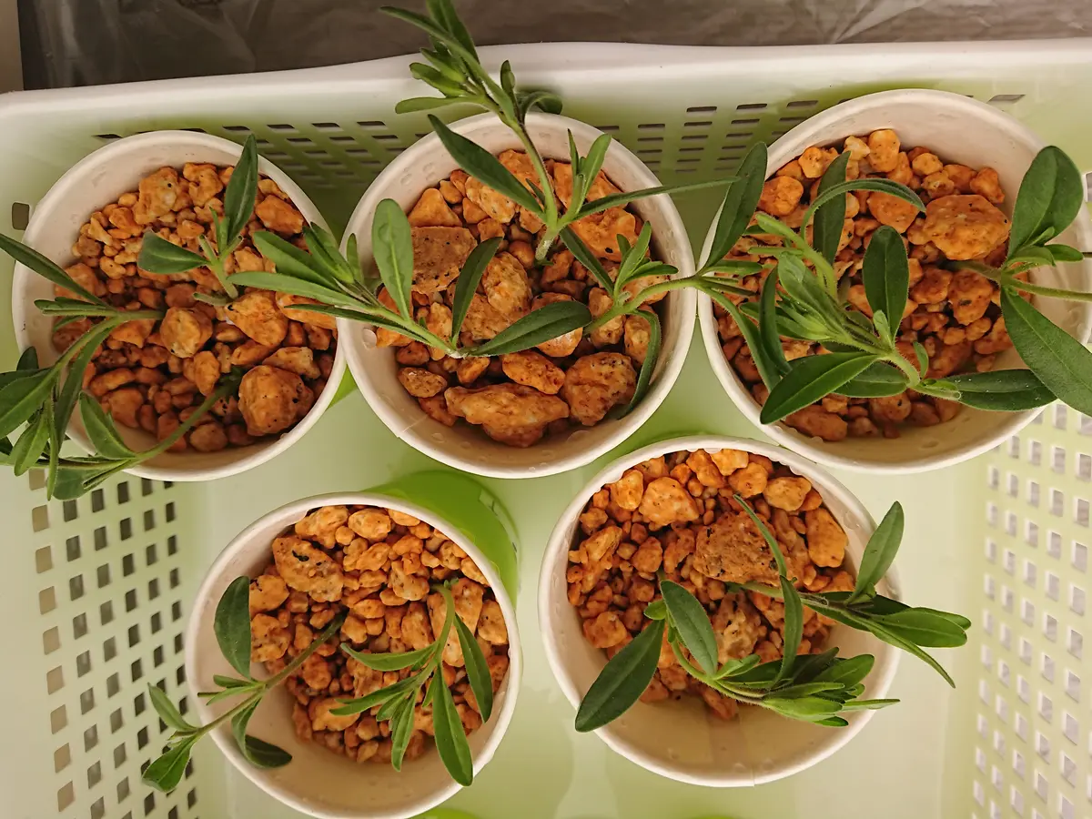 挿し芽】カリブラコアウノダブルチェリーフリル｜そだレポ（栽培