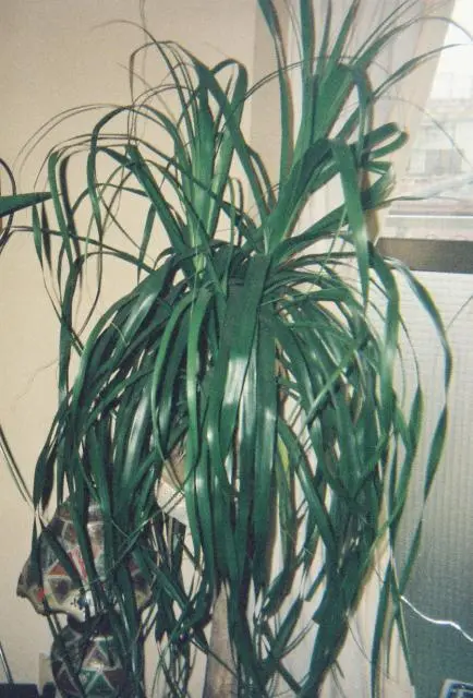 トックリラン・切り戻し〜発芽〜成長まで｜そだレポ（栽培レポート）by