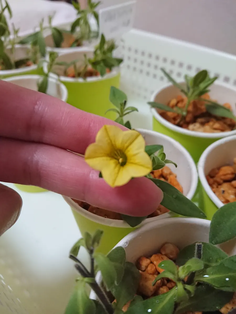 挿し芽(孫株)】カリブラコアミリオンベルイエロー｜そだレポ（栽培