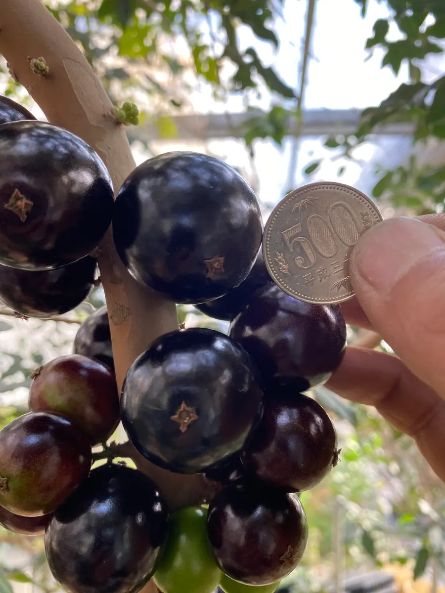 ジャボチカバ【21-303】実生5年生 ジャボチカバ実生 小葉系 5号ロングポット 3年生