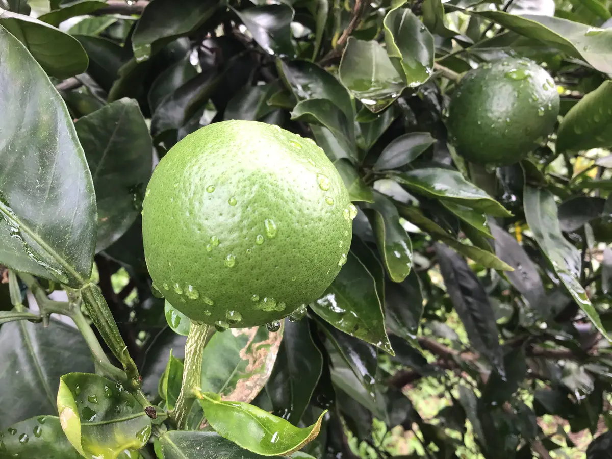 食べた果実の種から開花〜🌸2年で結実🍊｜そだレポ（栽培レポート）by