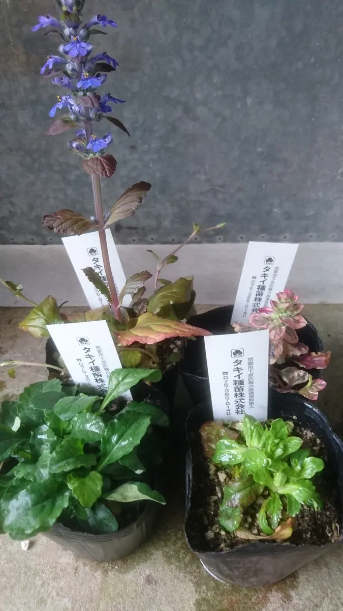 アジュガ苗　確認用 苗からのアジュガ｜そだレポ（栽培レポート）byはこね｜みんなの趣味の園芸
