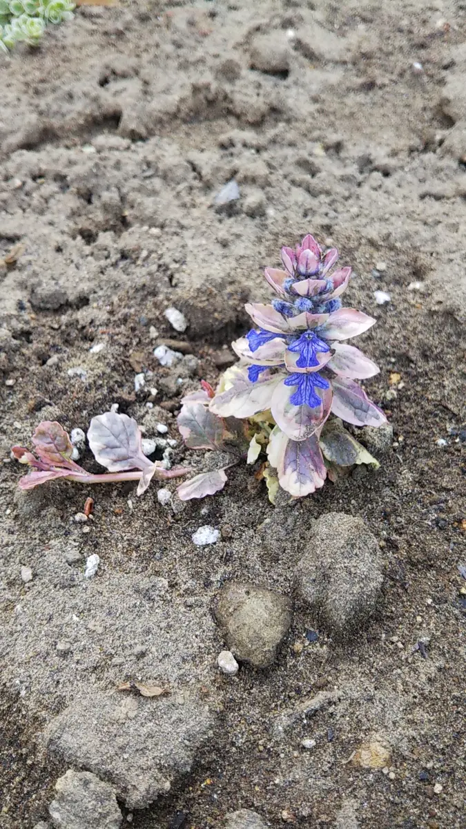 アジュガ苗　確認用 アジェカ ゲネウェンシス 苗 販売 苗木部 By 花ひろばオンライン