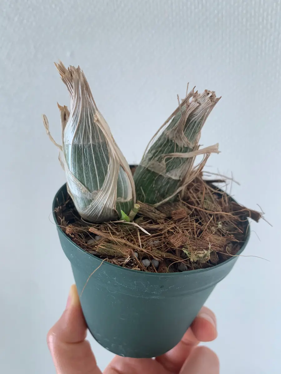 クロウェシアレベッカノーザン栽培日記｜そだレポ（栽培レポート）by