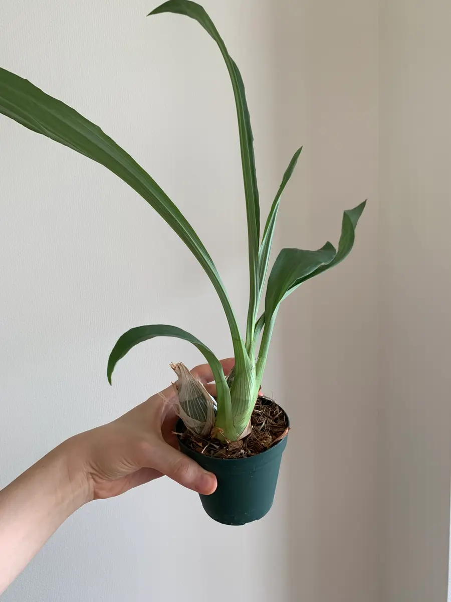 クロウェシアレベッカノーザン栽培日記｜そだレポ（栽培レポート）by