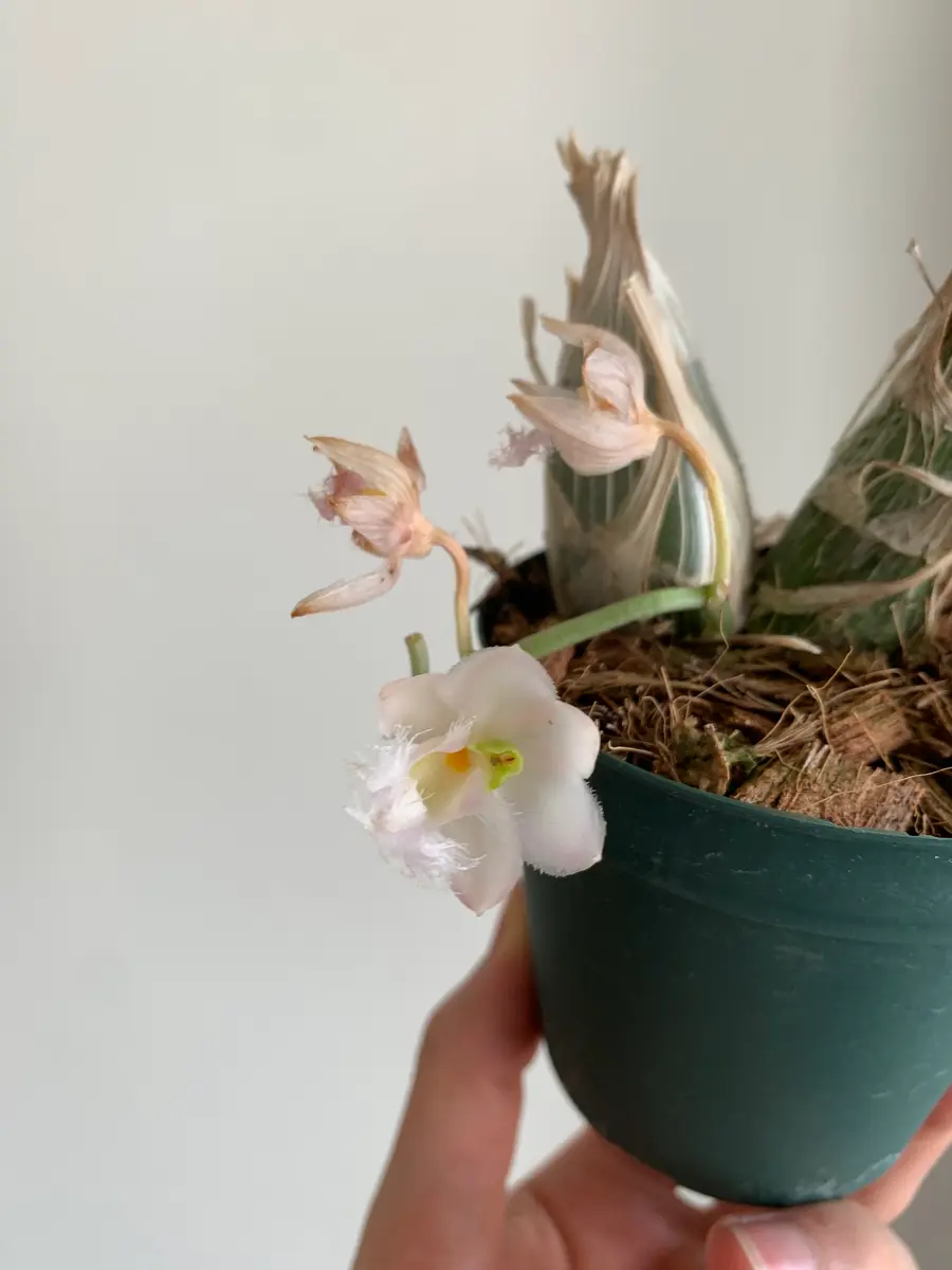 クロウェシアレベッカノーザン栽培日記｜そだレポ（栽培レポート）by