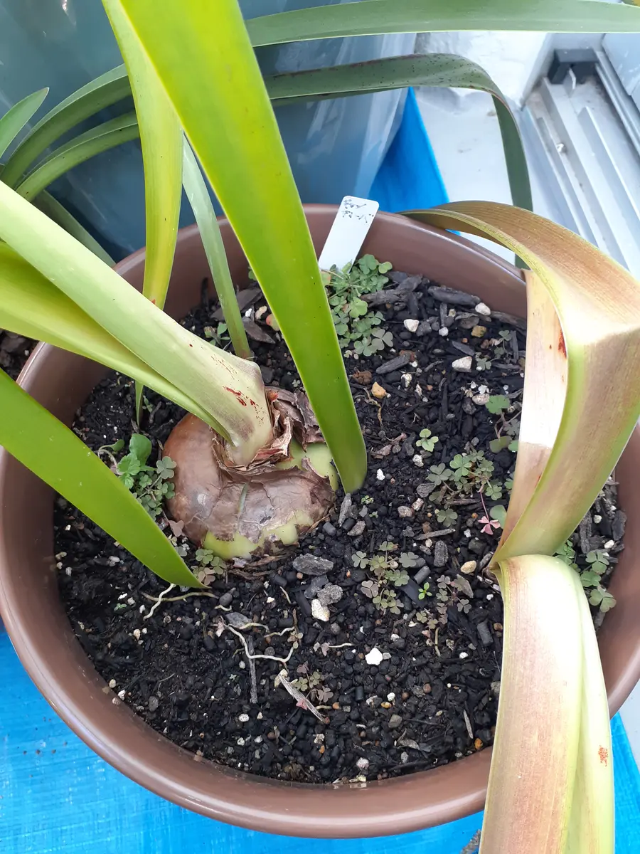 アマリリス 球根 オワライゲイニン アマリリスのオリジナル品種を作る