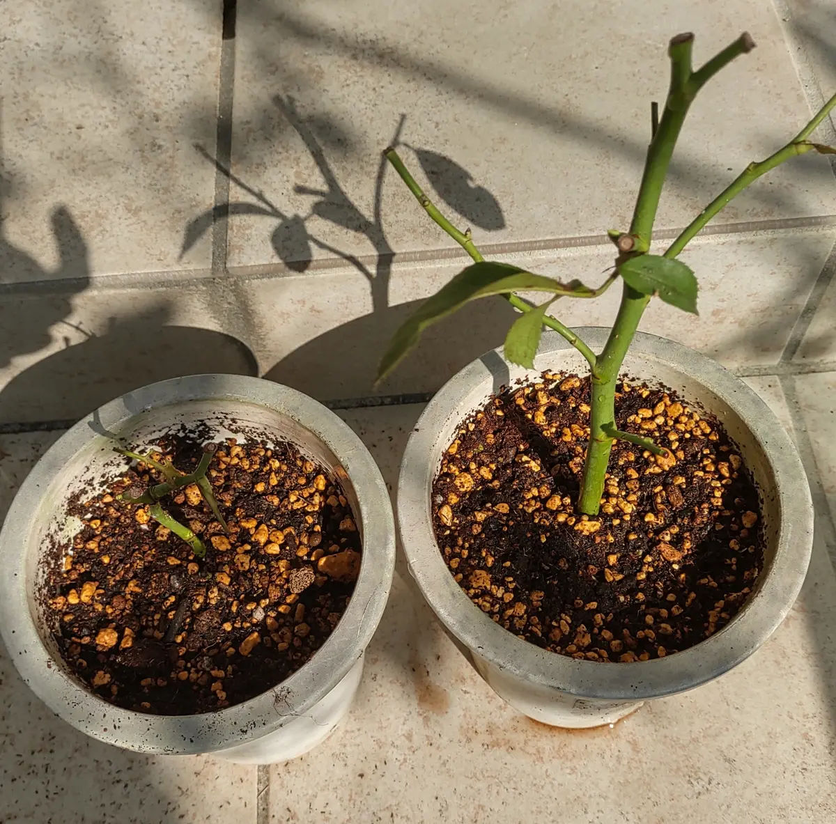 青薔薇ノヴァーリスのいい加減な挿し木記録｜そだレポ（栽培レポート