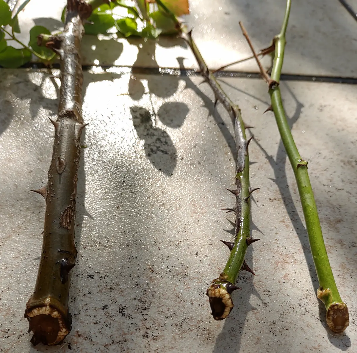 青薔薇ノヴァーリスのいい加減な挿し木記録｜そだレポ（栽培レポート