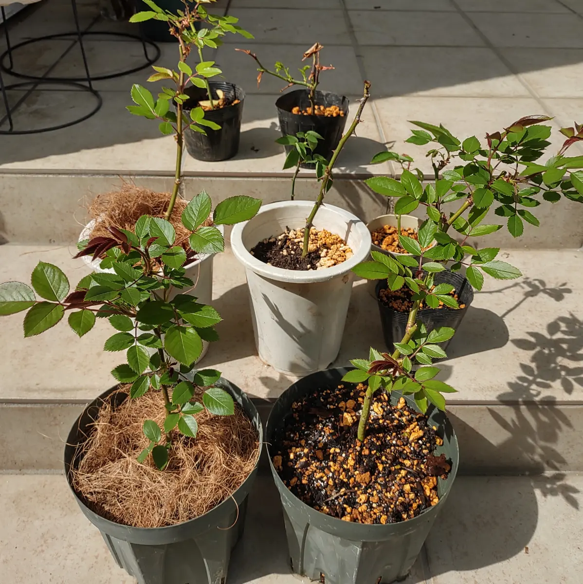 青薔薇ノヴァーリスのいい加減な挿し木記録｜そだレポ（栽培レポート