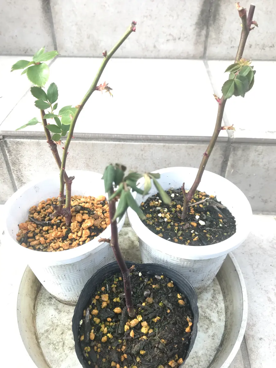 青薔薇ノヴァーリスのいい加減な挿し木記録｜そだレポ（栽培レポート
