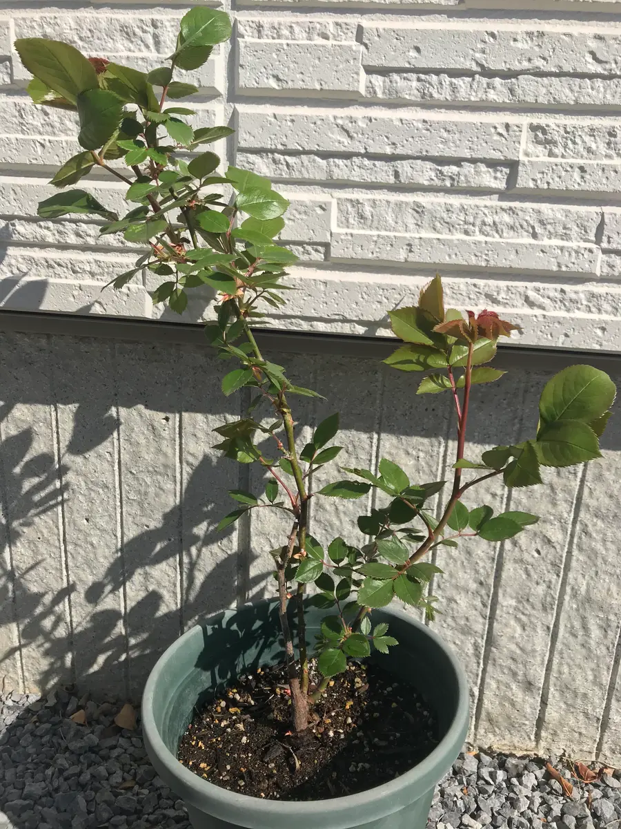 青薔薇ノヴァーリスのいい加減な挿し木記録｜そだレポ（栽培レポート