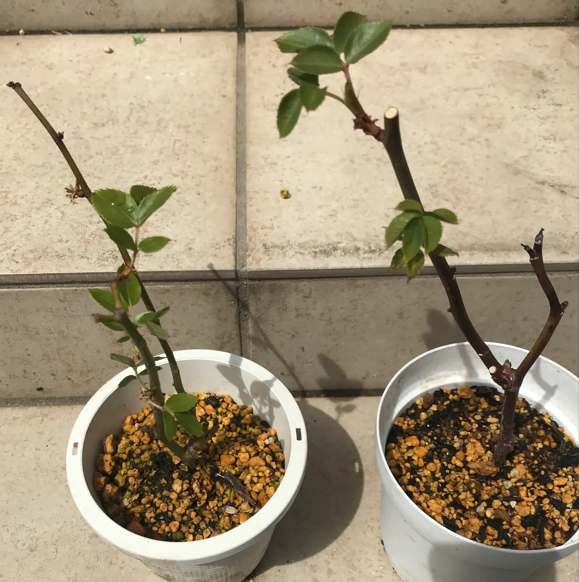 青薔薇ノヴァーリスのいい加減な挿し木記録｜そだレポ（栽培レポート