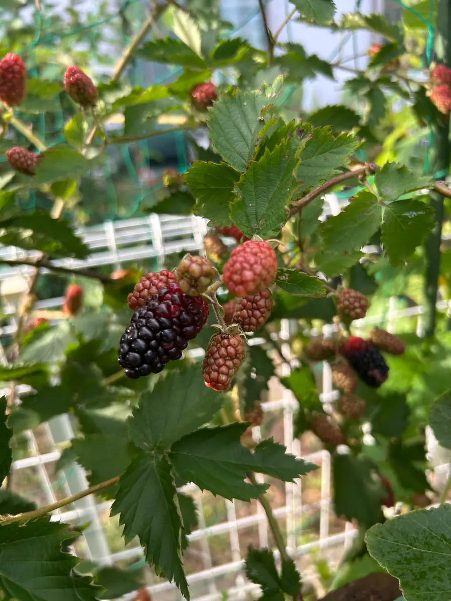 ブラックベリーのアーチを作る｜そだレポ（栽培レポート）byまころん