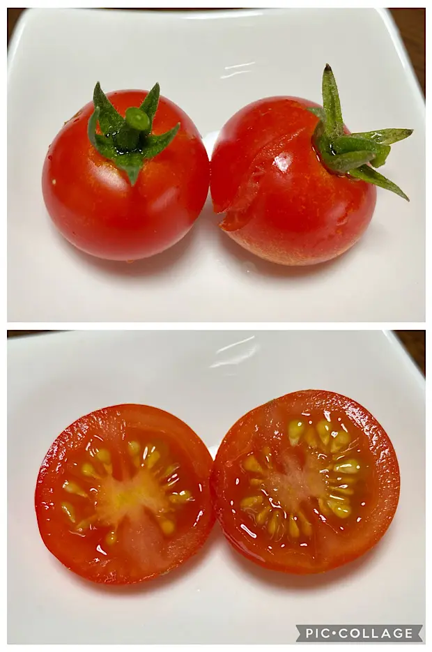 初めての野菜栽培 ミニトマト アイコとこあまちゃん｜そだレポ