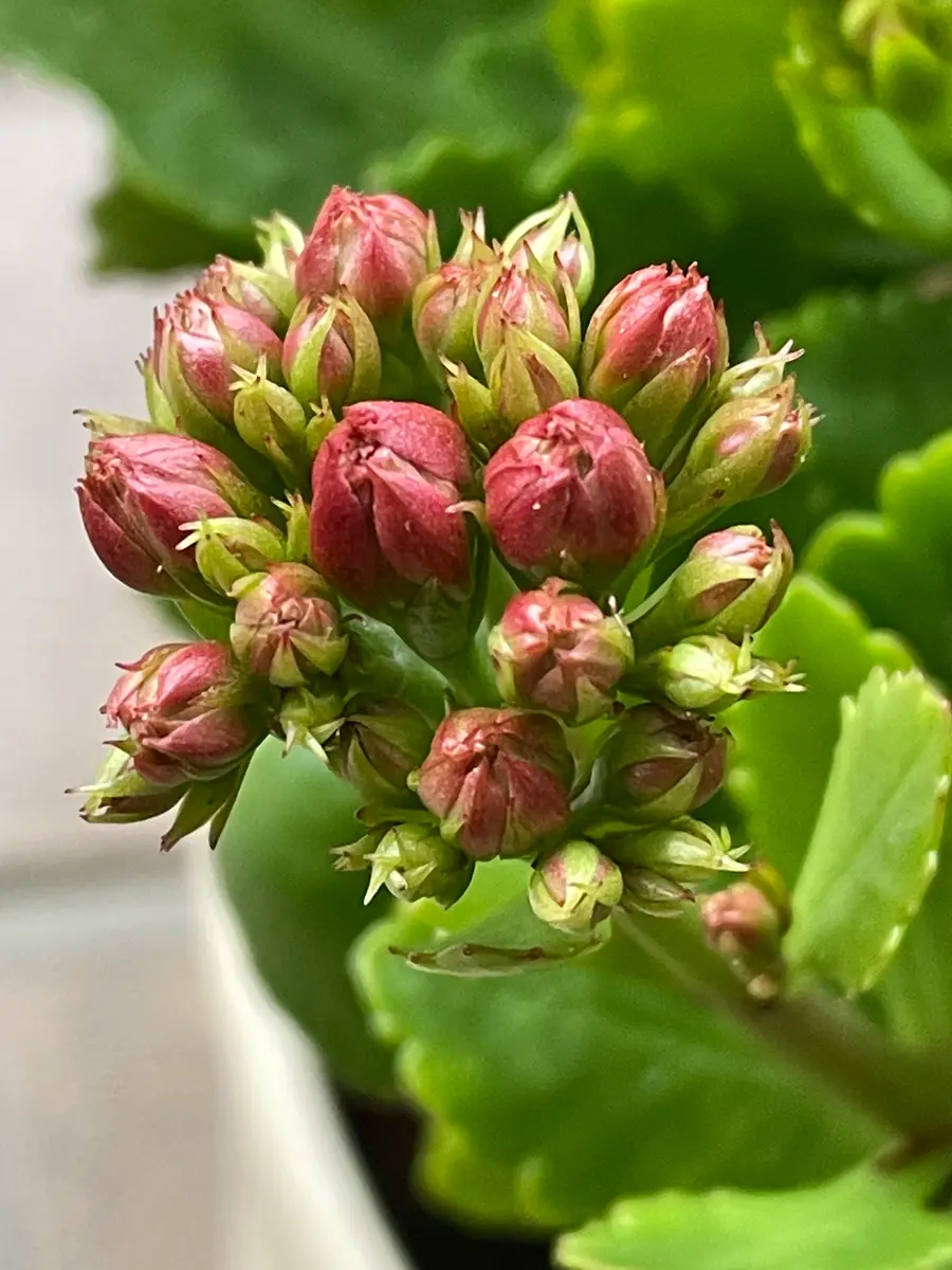 カランコエの挿し芽から満開まで 2021-22｜そだレポ（栽培レポート