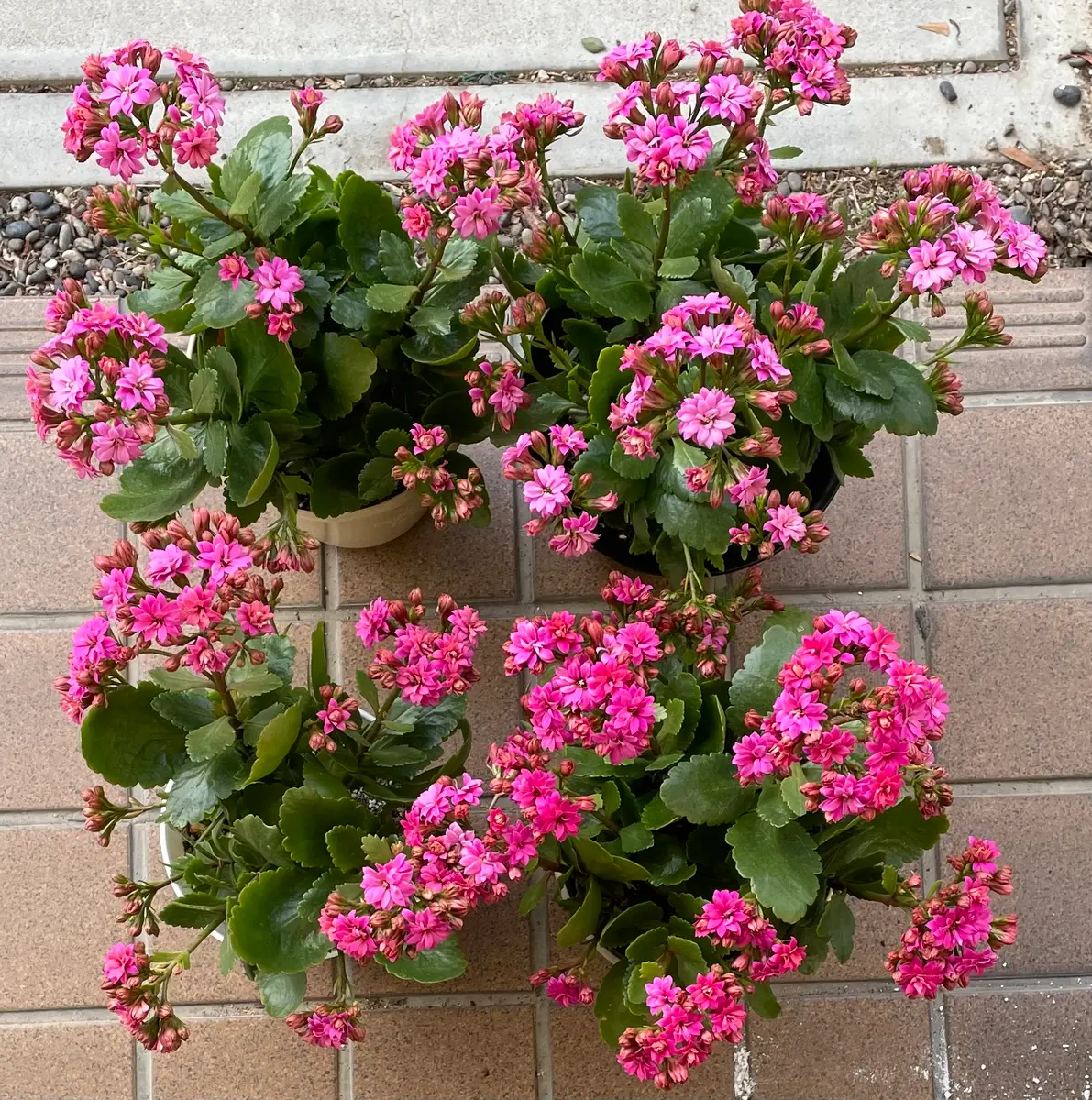 カランコエの挿し芽から満開まで 2021-22｜そだレポ（栽培レポート