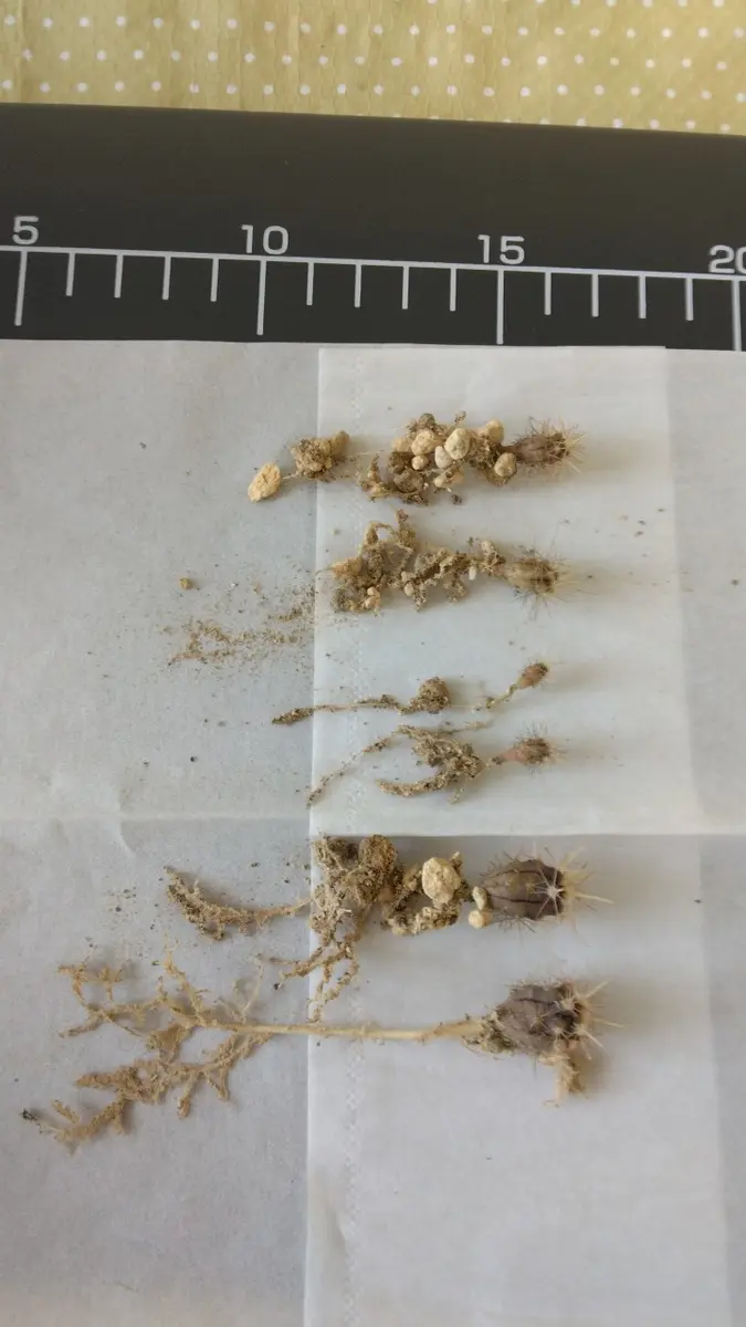 神仙玉実生｜そだレポ（栽培レポート）byTripleMellow｜みんなの趣味の園芸