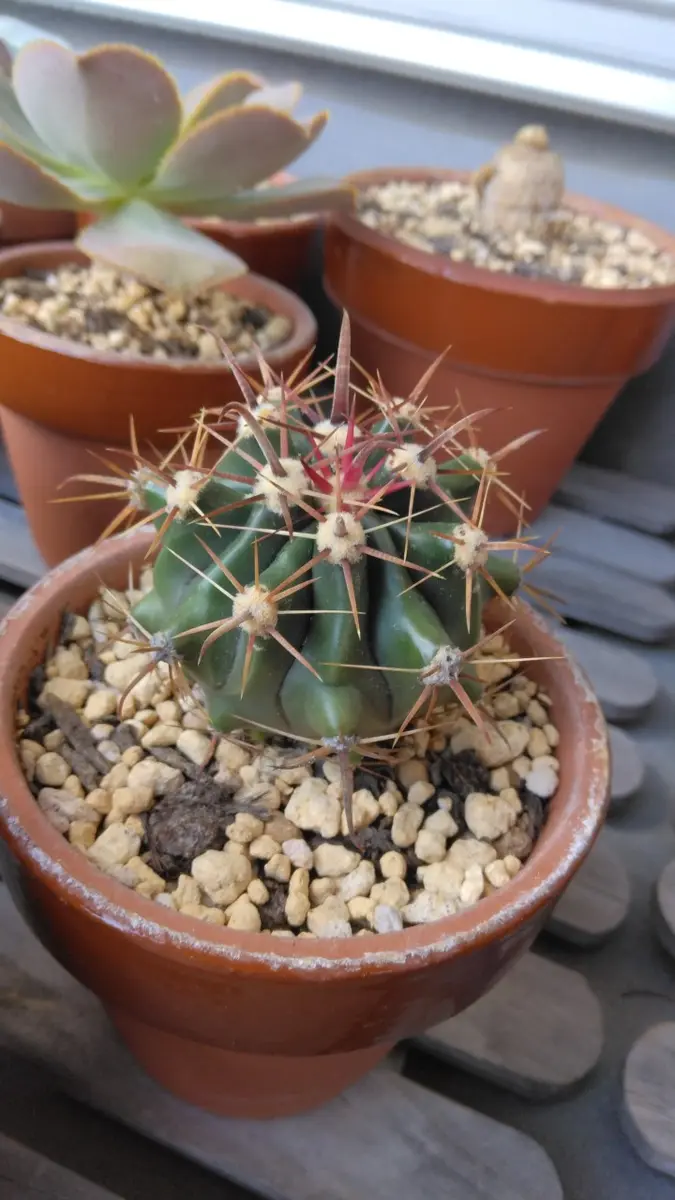 神仙玉実生｜そだレポ（栽培レポート）byTripleMellow｜みんなの趣味の園芸