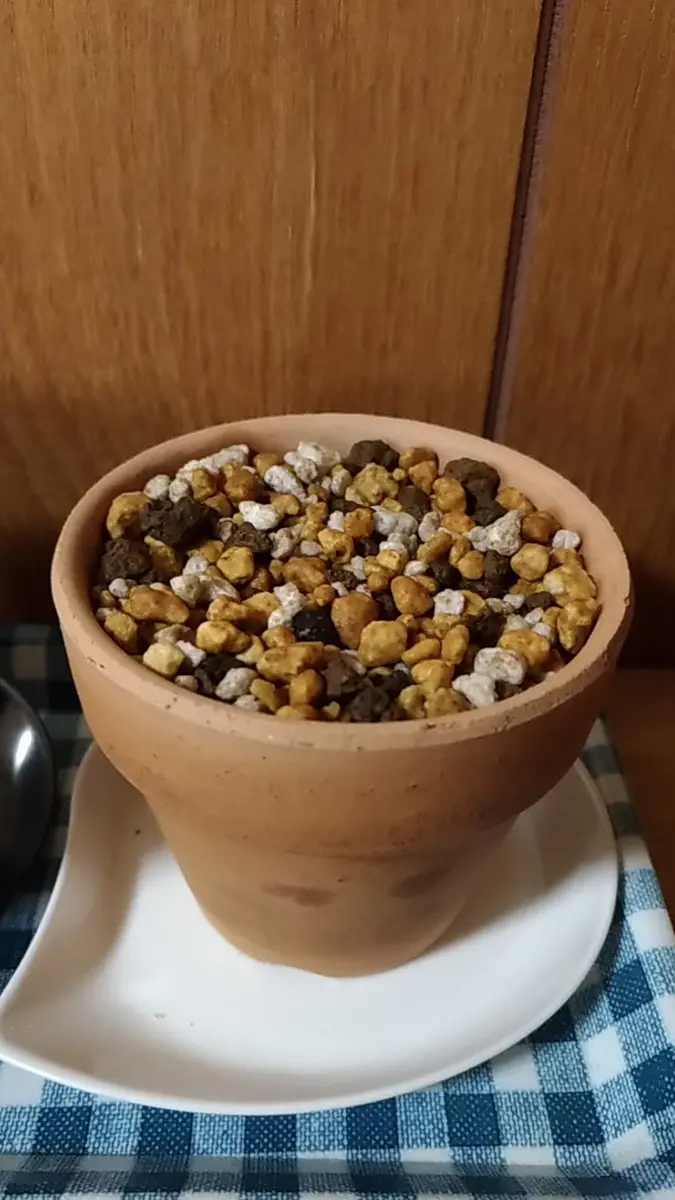 神仙玉実生｜そだレポ（栽培レポート）byTripleMellow｜みんなの趣味の園芸