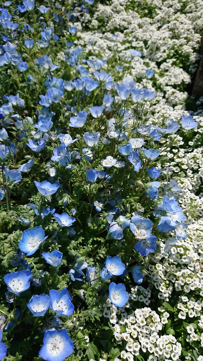 ネモフィラリベンジ｜そだレポ（栽培レポート）byべっしー｜みんなの