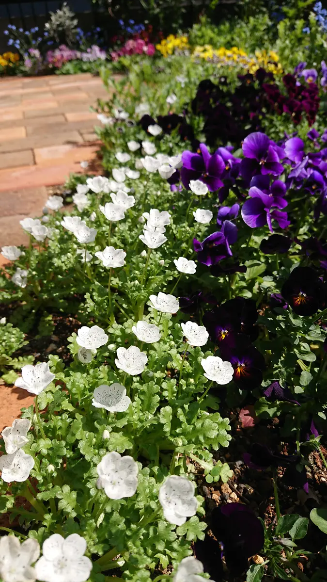 ネモフィラリベンジ｜そだレポ（栽培レポート）byべっしー｜みんなの