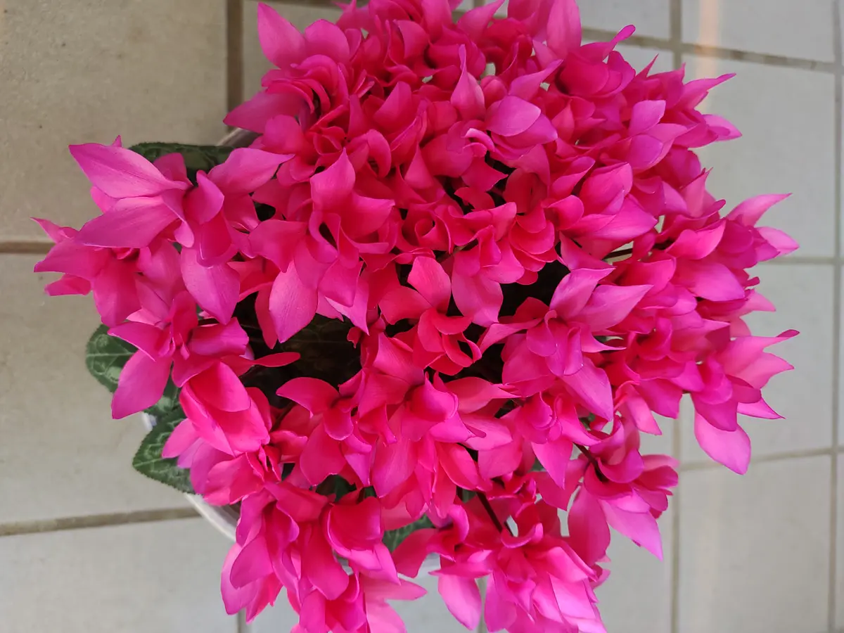 濃いピンクの造花　80本 造花 とりよせ品 グレースモカラ 蘭 ラン ランの花 モカラオーキッド